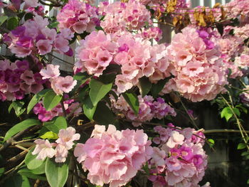 Close-up of pink flowering plants