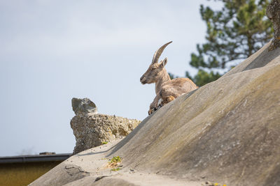 Low angle view of bird perching on rock