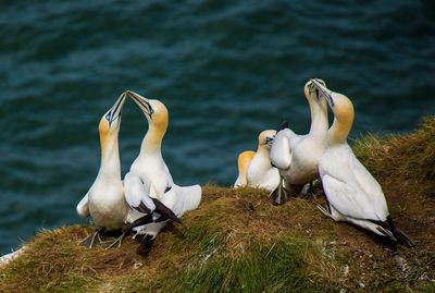 Swans and ducks in lake