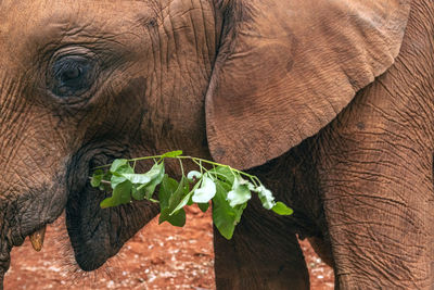 Close-up of elephant eating plant