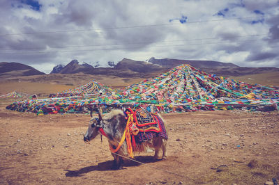 Panoramic view of horse on desert against sky