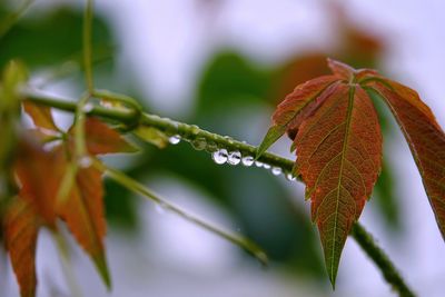 Close-up of wet plant leaves