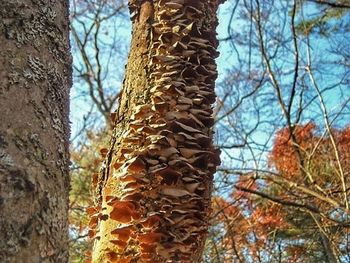 Low angle view of tree against sky