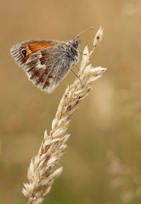 Close-up of butterfly on plant