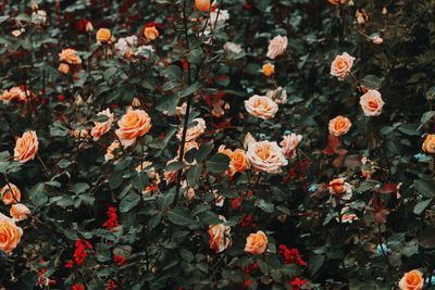 Full frame shot of roses and leaves