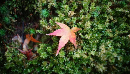 Close-up of maple leaves on plant during autumn