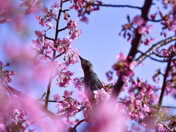 Low angle view of bird perching on tree