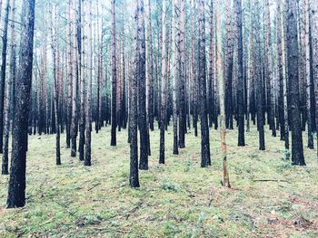 Pine trees in forest