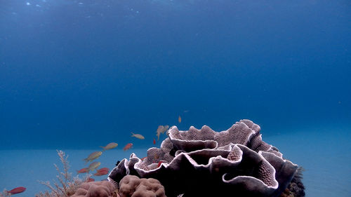 Coral at isla verde