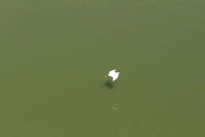 High angle view of duck floating on lake