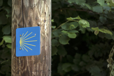 Close-up of information sign on tree trunk