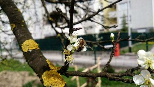 Close-up of flowers on tree trunk