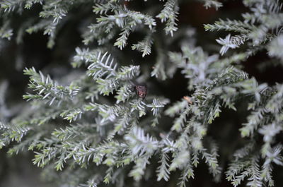 Close-up of frozen plant