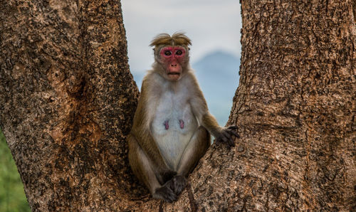 Close-up of monkey on tree trunk