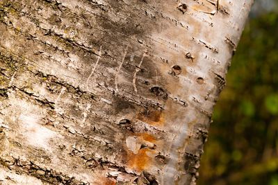 Full frame shot of tree trunk