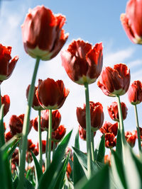 Close-up of flowers blooming outdoors