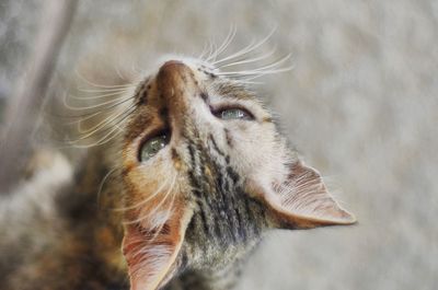 Close-up of cat