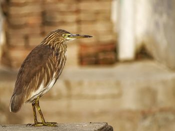 Close-up of bird perching on wall