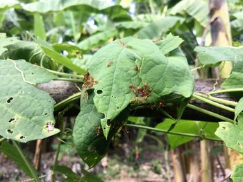 Close-up of insect on plant