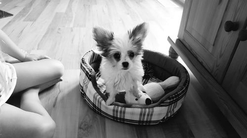 High angle portrait of dog on floor at home