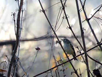 Low angle view of bird perching on branch