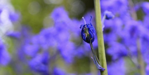 Close-up of butterfly pollinating on purple flower