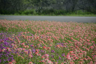 Flowers growing in field