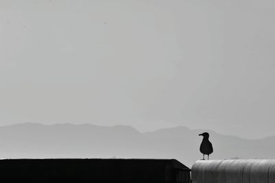 Silhouette bird perching on fence against clear sky during sunny day