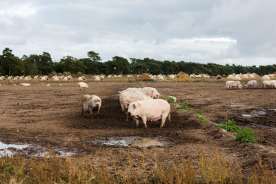 Sheep in a field