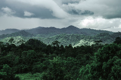 Scenic view of forest against sky