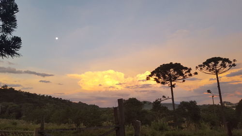 Silhouette trees against sky during sunset