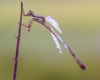 Full length of dragonfly perching on blade of grass