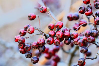 Close-up of rotten berries on tree