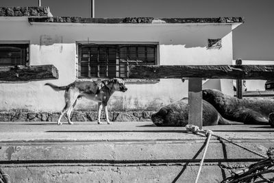 View of a dog standing against building