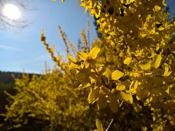 Close-up of yellow flowers