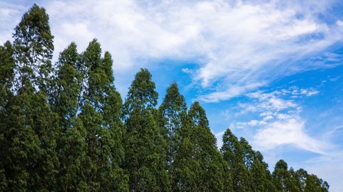 Low angle view of trees against sky