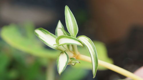 Close-up of flower buds growing outdoors