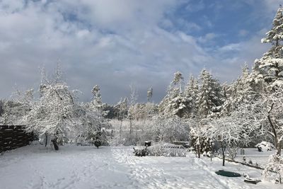 Frozen trees against sky during winter