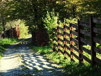 Footpath amidst trees and plants on field