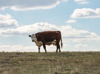 Cow in a field