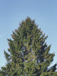 Low angle view of tree against clear blue sky