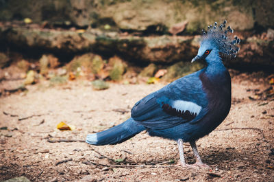 Close-up of a bird perching on a land