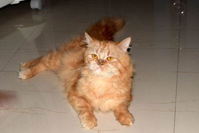 Portrait of ginger cat on tiled floor