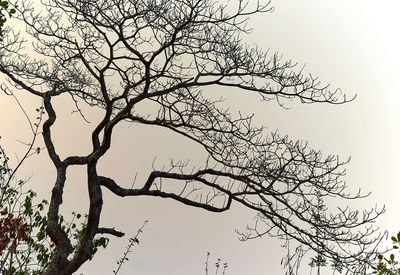 Low angle view of bare trees against sky