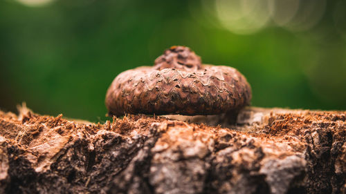 Close-up of bread on tree trunk