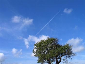 Low angle view of trees against blue sky