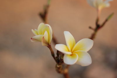 Close-up of white flowering plant