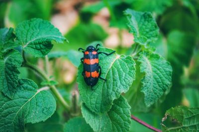 Close-up of ladybug on leaf