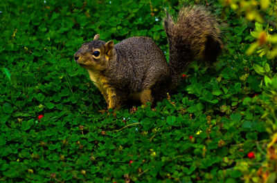 Close-up of squirrel