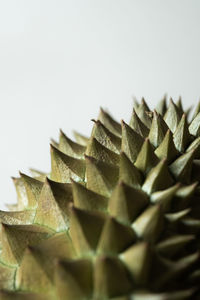 Close-up of succulent plant against white background